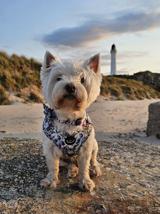 Bonnie Thistle Dog Harness