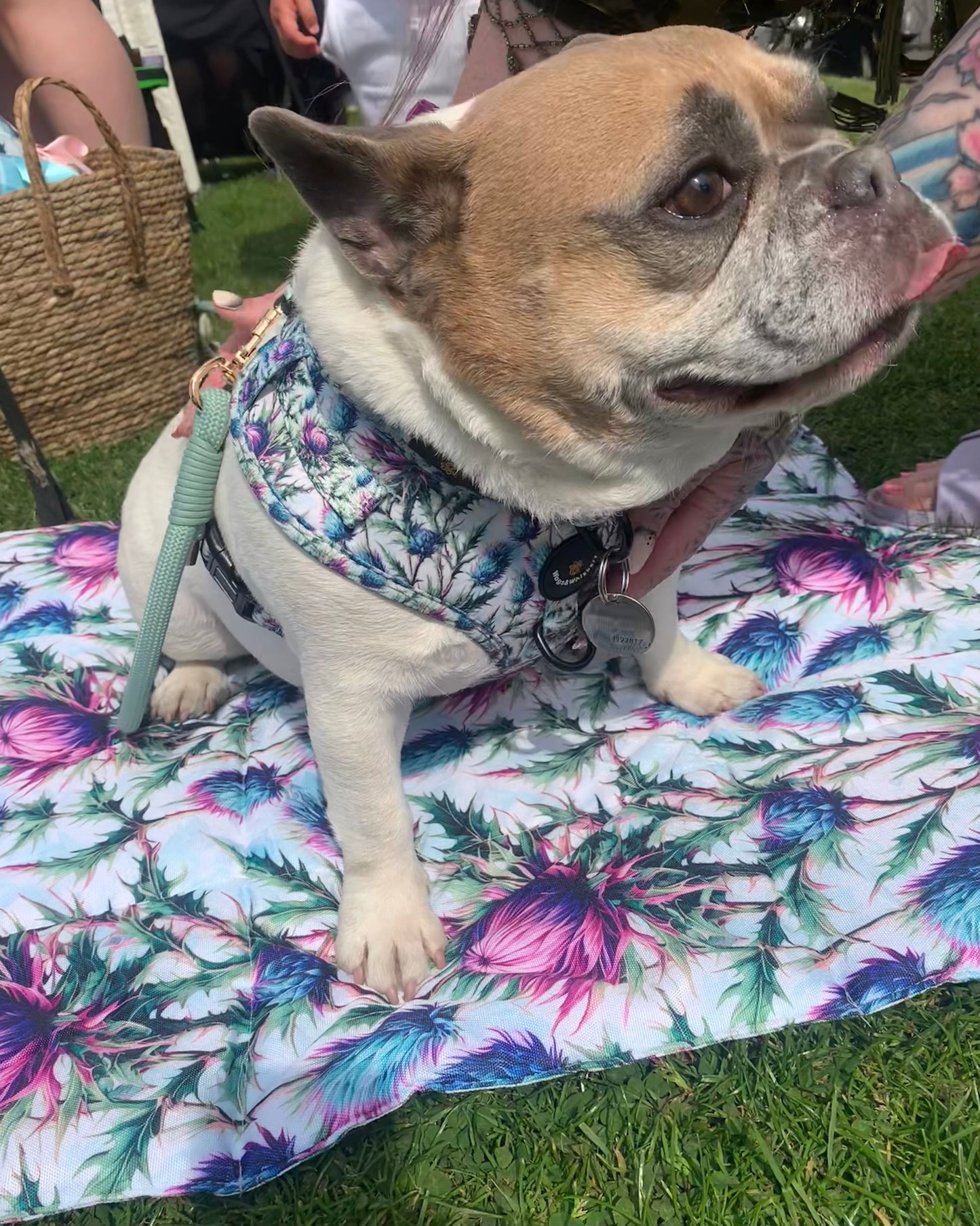 Bonnie Thistle Dog Harness