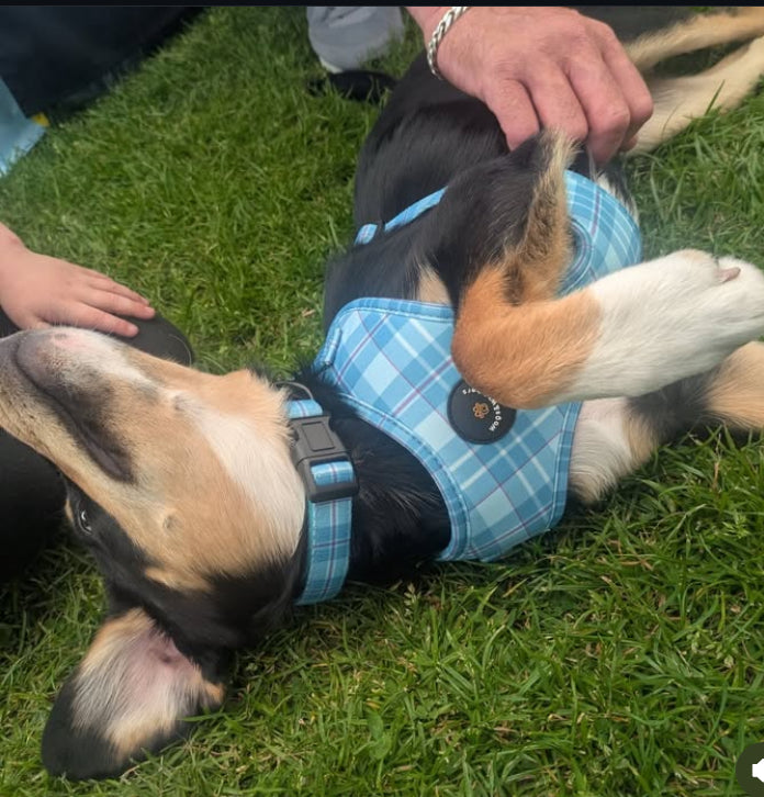 Turquoise Tartan Dog Harness