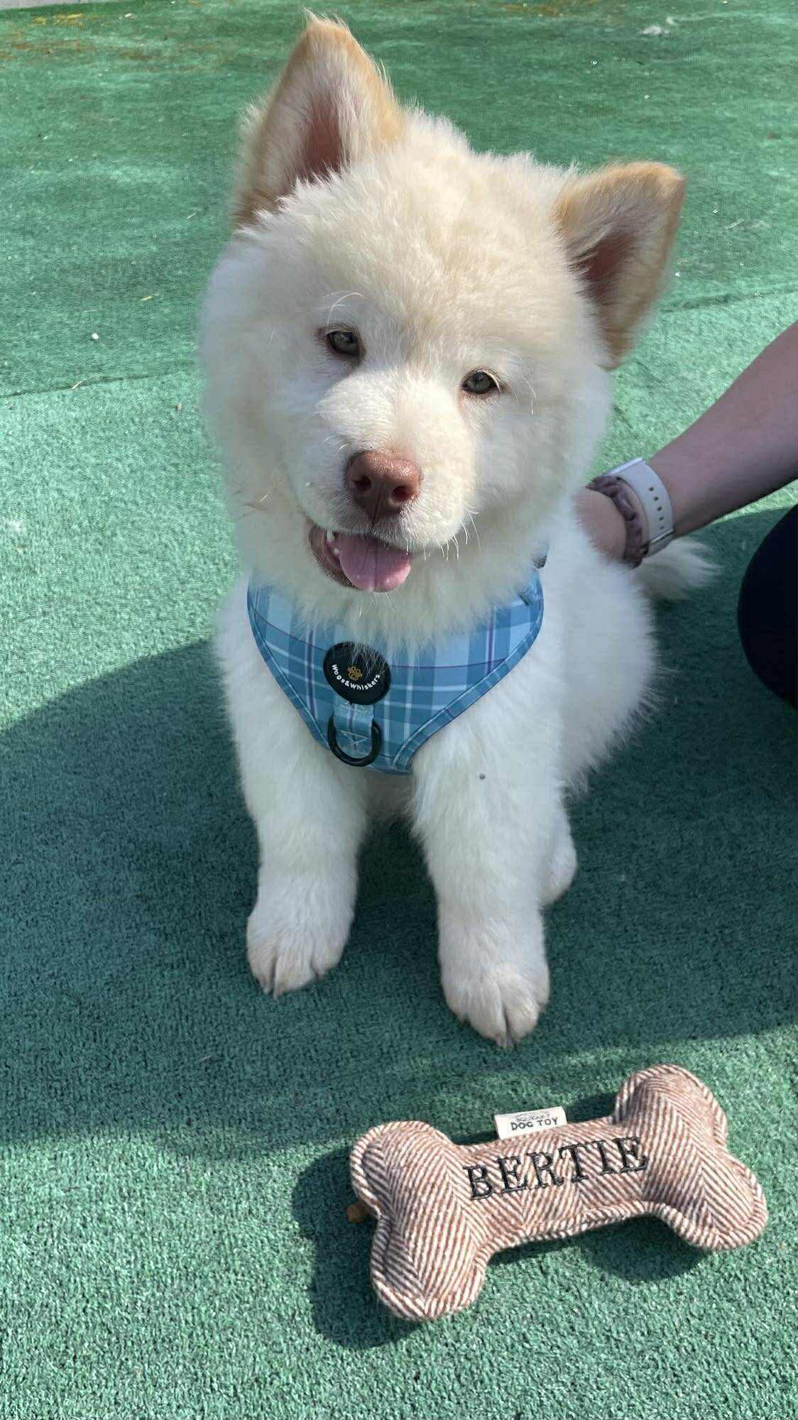 Turquoise Tartan Dog Harness