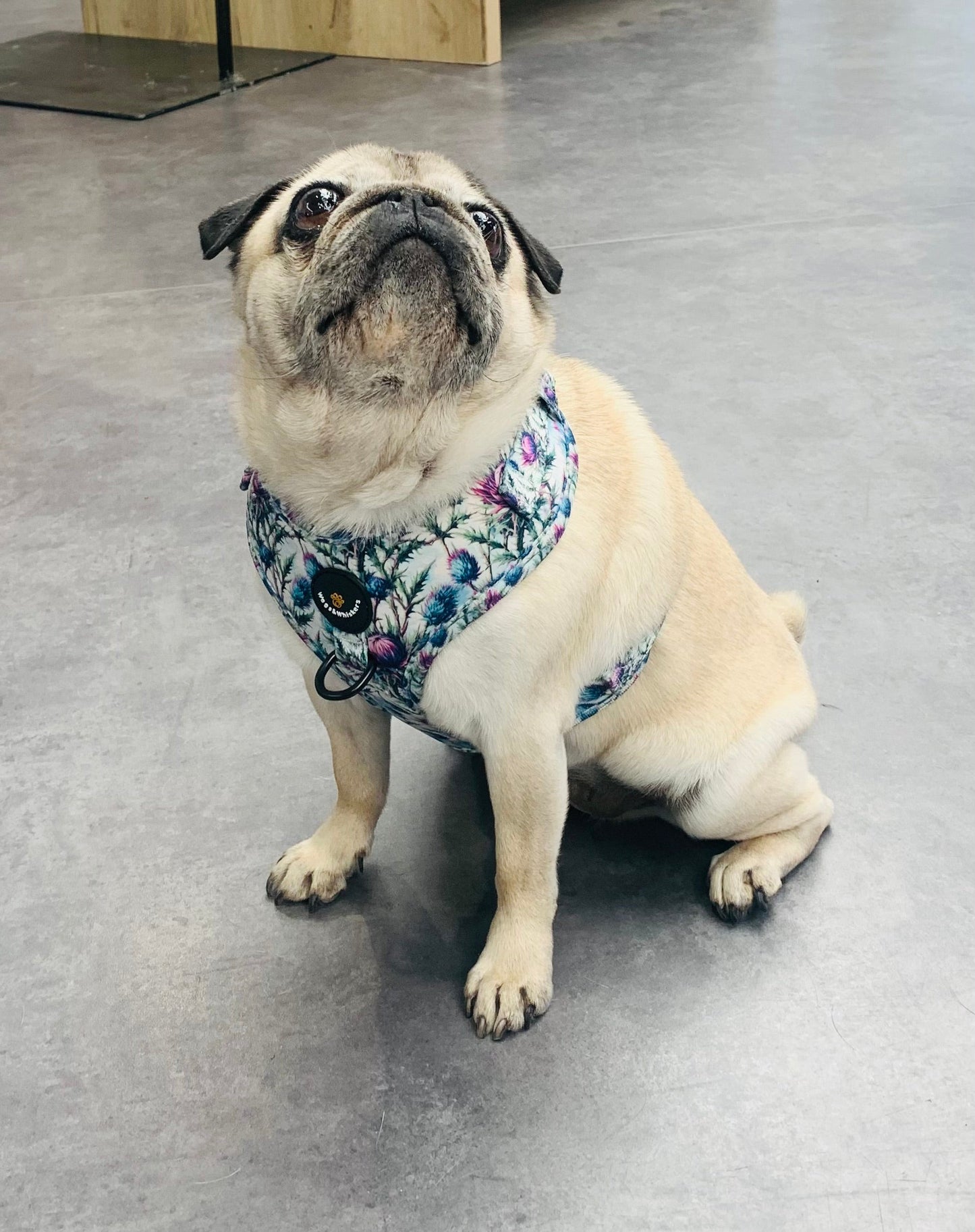 Bonnie Thistle Dog Harness