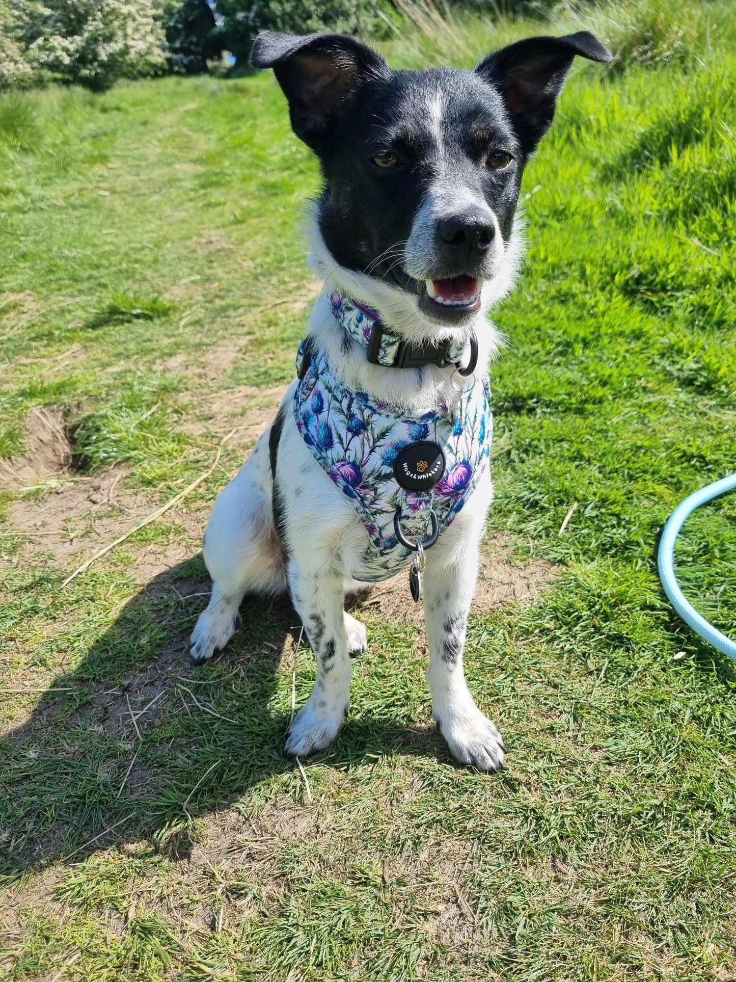 Bonnie Thistle Dog Harness