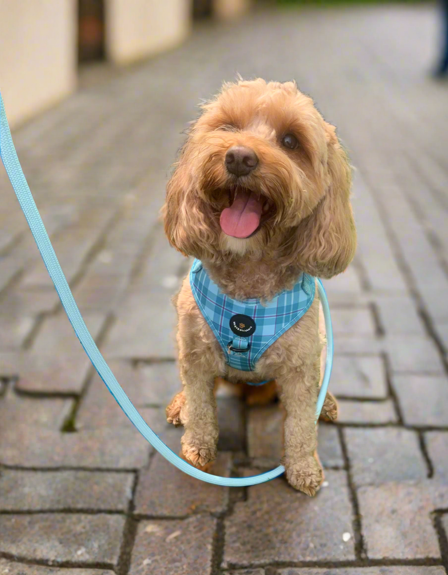 Turquoise Tartan Dog Harness