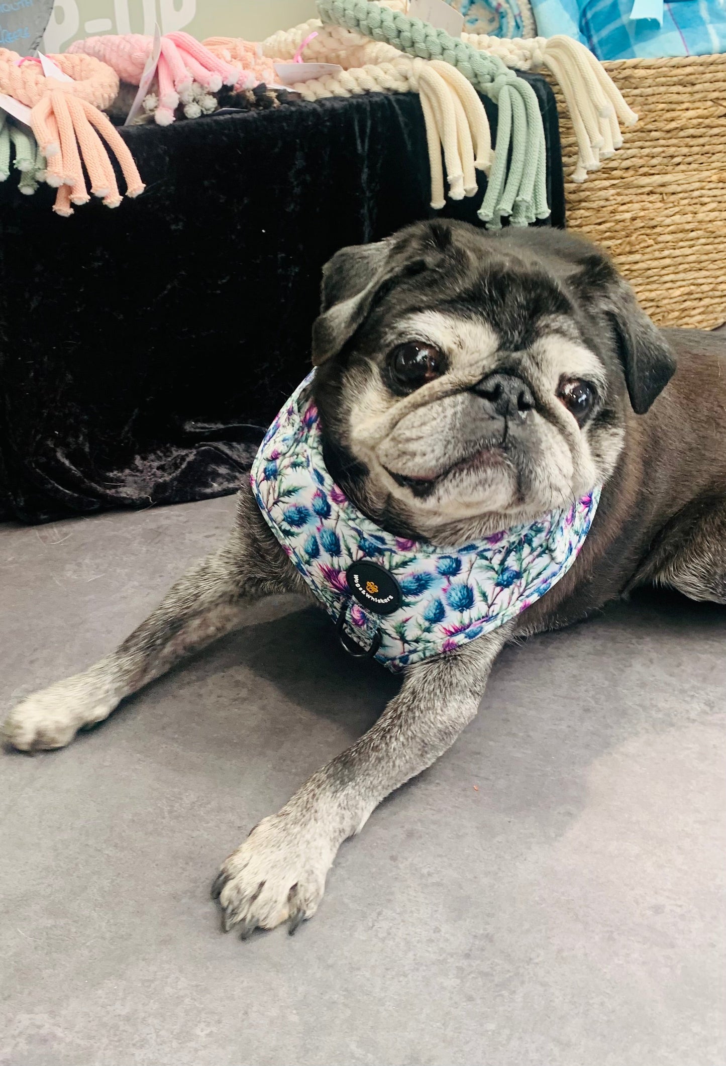 Bonnie Thistle Dog Harness