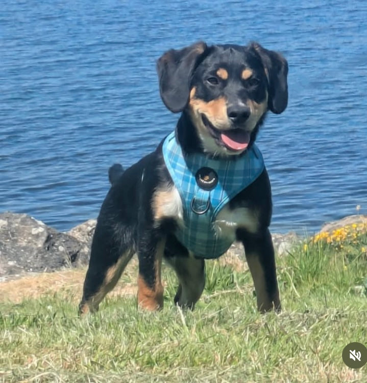Turquoise Tartan Dog Harness