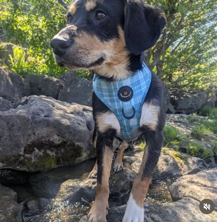 Turquoise Tartan Dog Harness
