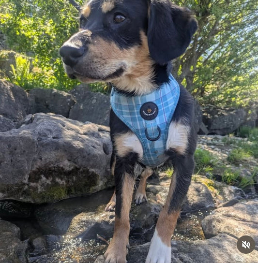 Turquoise Tartan Dog Harness