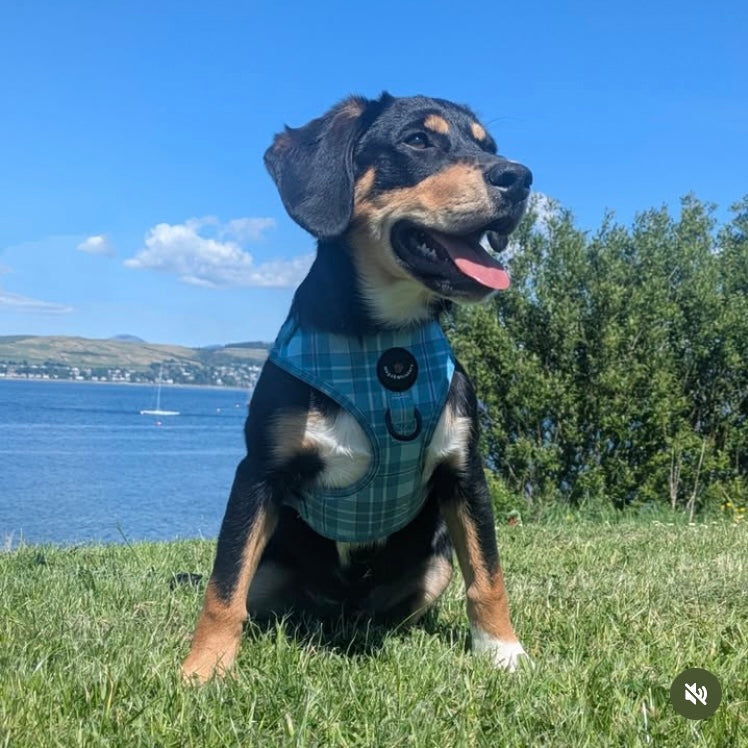 Turquoise Tartan Dog Harness