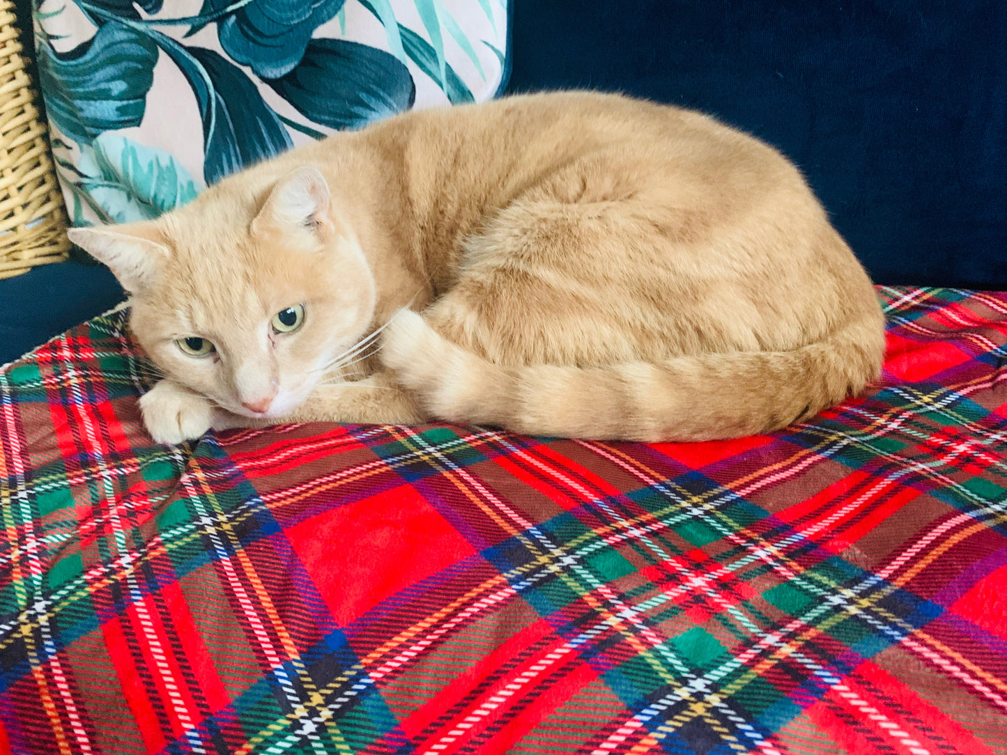 Royal Stewart Tartan Snuggle Blanket